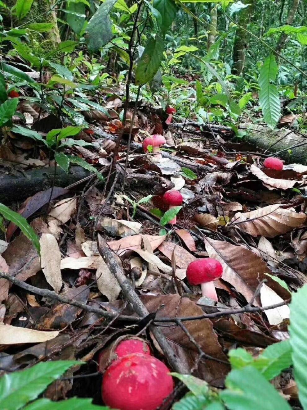 满山红菇跟红菇图片图片