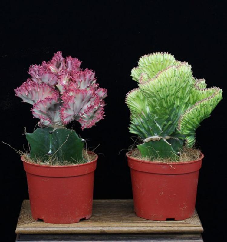 彩麒麟花卉盆栽客厅净化空气绿植办公室装饰防辐射仙人掌室内植物 玉