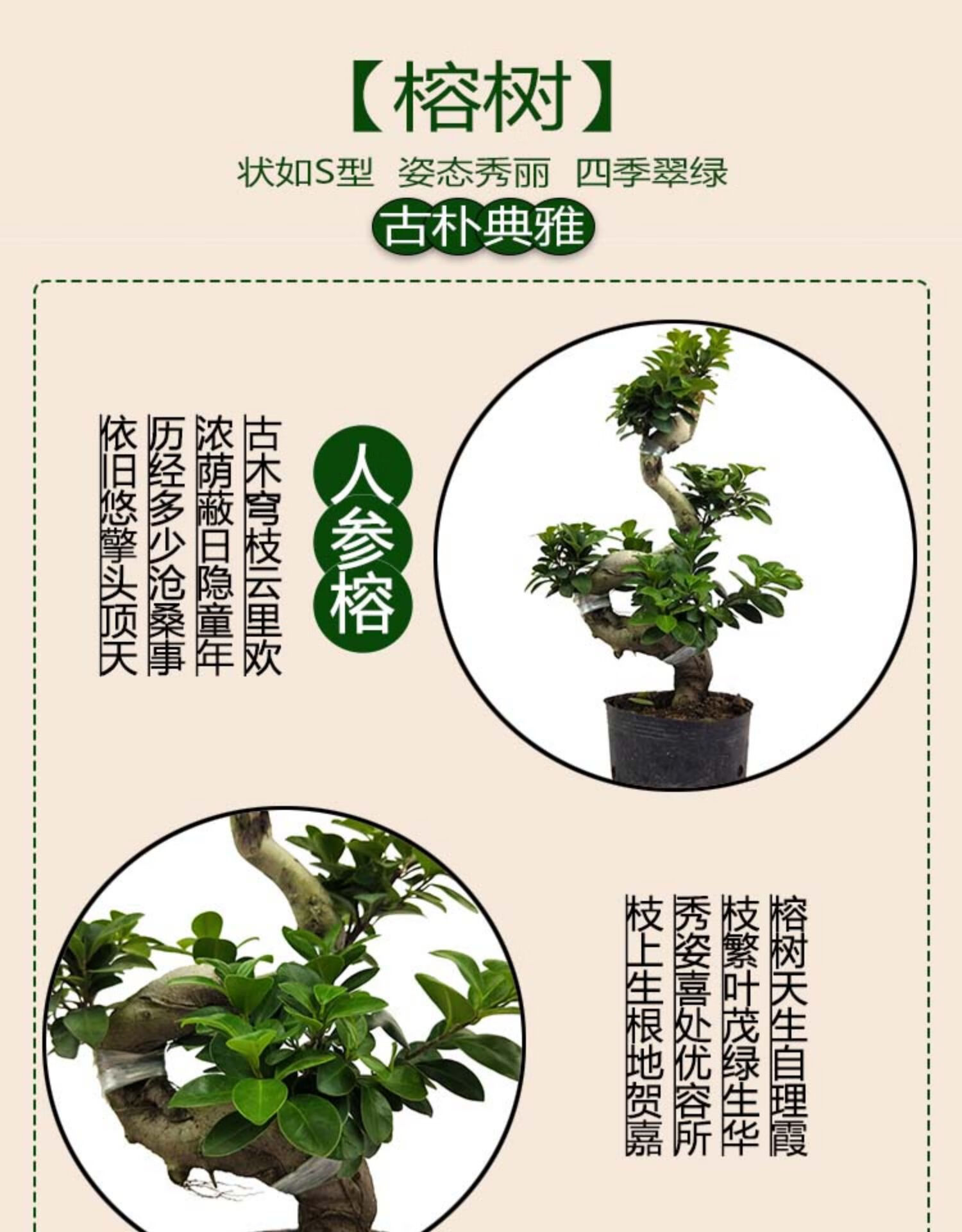 8字金钱榕树盆栽室外花卉植物大型绿植老根阳台s人参榕树盆景老桩 s