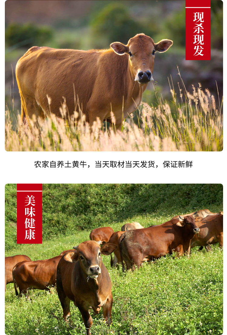 魃鲜新鲜黄牛尾牛尾骨黄牛牛尾新鲜牛肉牛尾巴2斤装