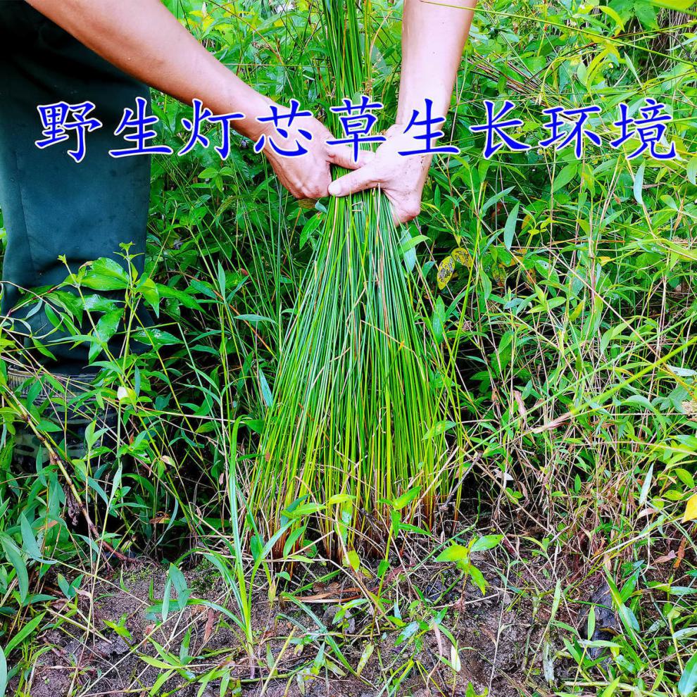 北京官方原料灯芯草 野生中药材灯心草龙须草干货煲汤整株晒干水灯芯