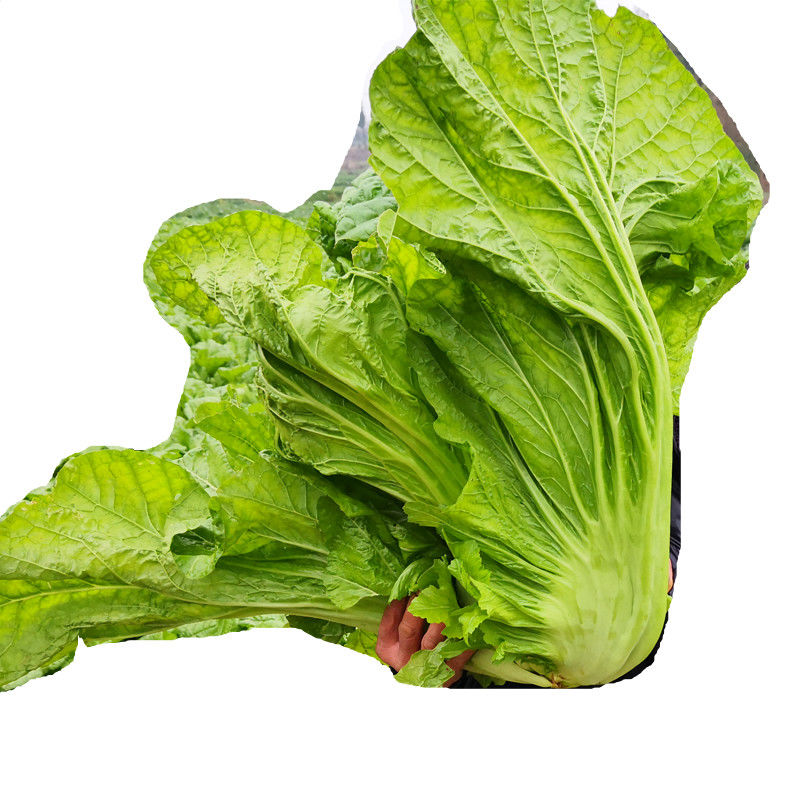 四川新鲜泡青菜酸菜鱼泡酸菜大叶青菜芥菜宽帮青菜5斤装3斤净重8斤