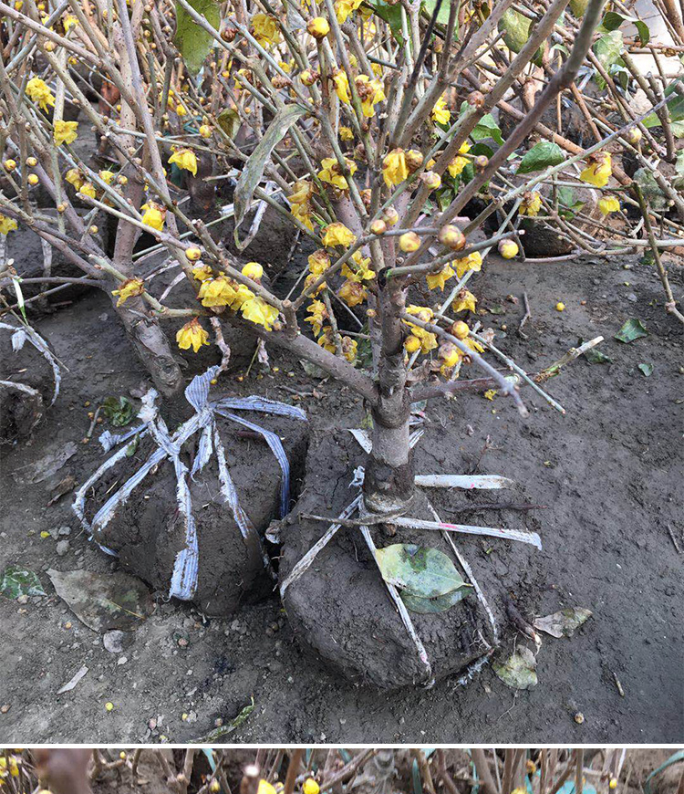 腊梅 盆景 腊梅花树苗盆栽浓香型梅花树苗盆景老桩室内庭院耐寒植物