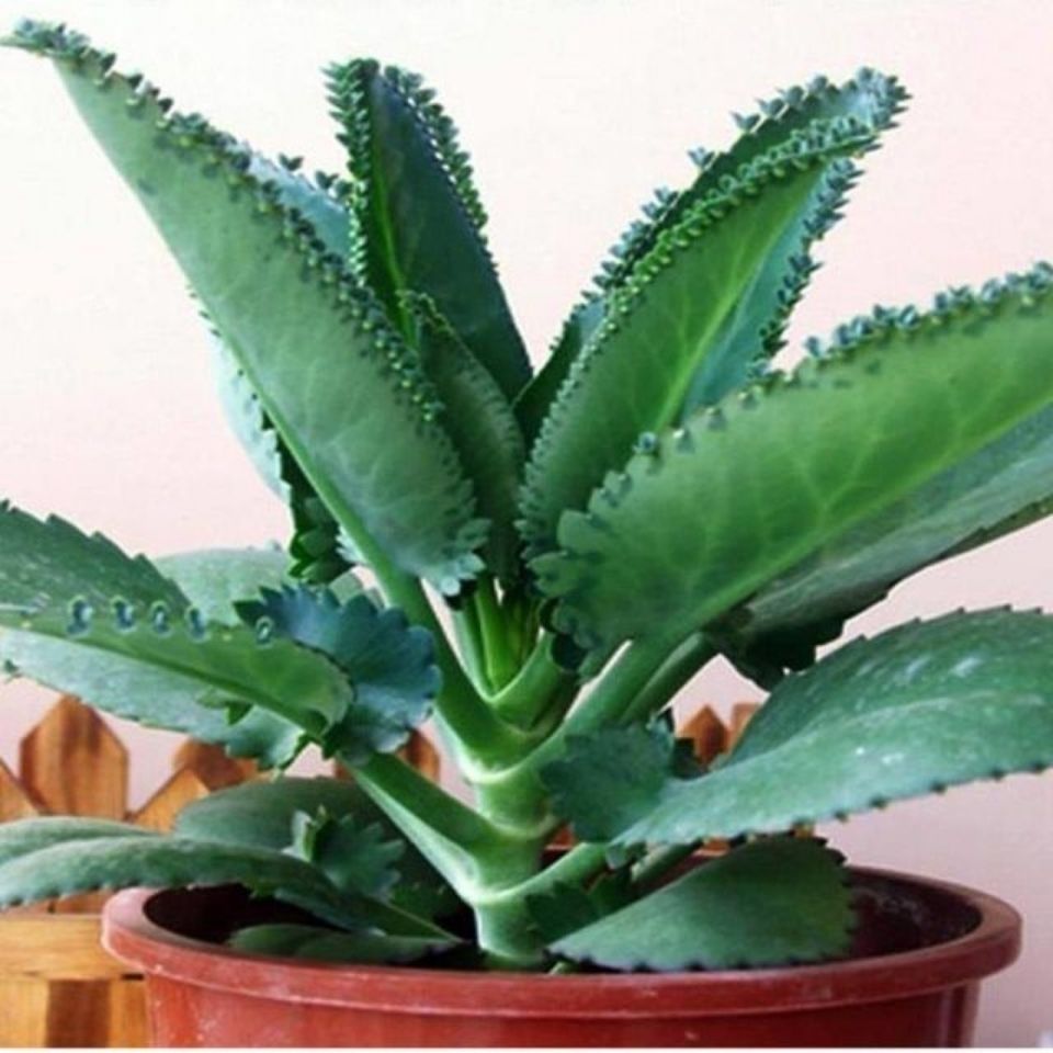 多肉植物 宽叶不死鸟 大落地生根 蕾丝公主自家大棚种植现采现发 5颗