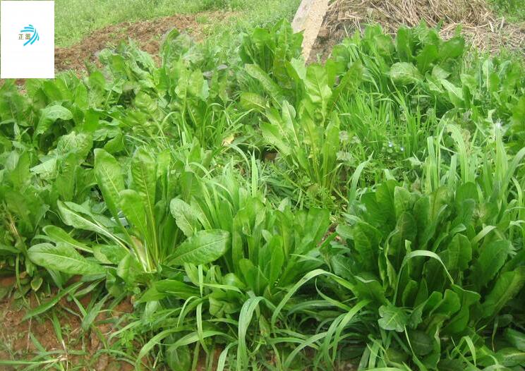 将军菊苣种子四季青多年生牧草籽猪牛羊鸡鸭鹅 进口种子南北方包