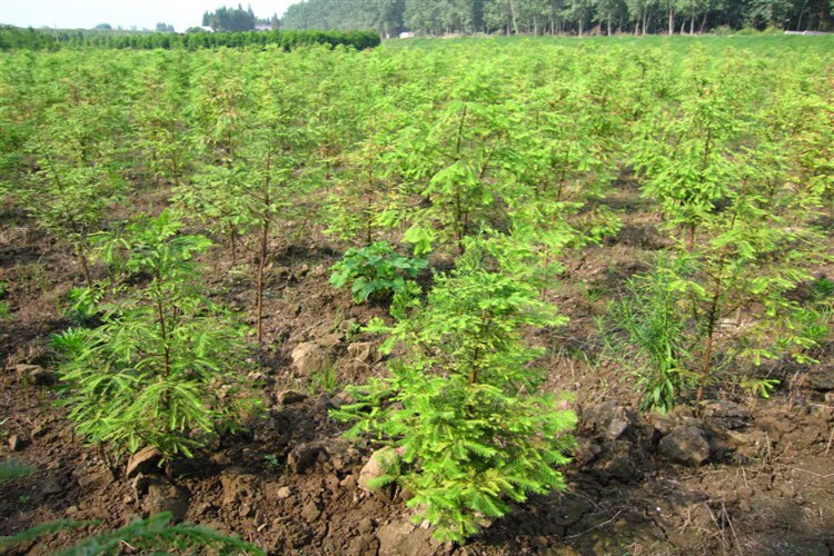 小苗 落羽杉中山杉树苗 庭院绿化景观树 10公分粗 其他【图片 价格