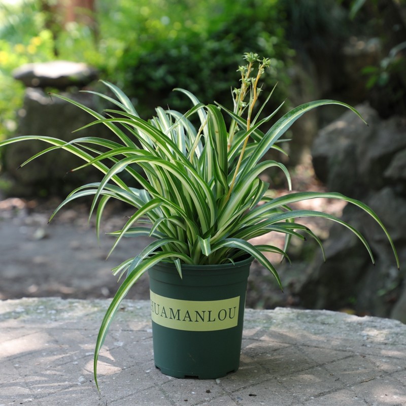 金心吊兰盆栽 室内阳台办公室客厅花卉绿植盆栽 金边吊兰植物 垂吊