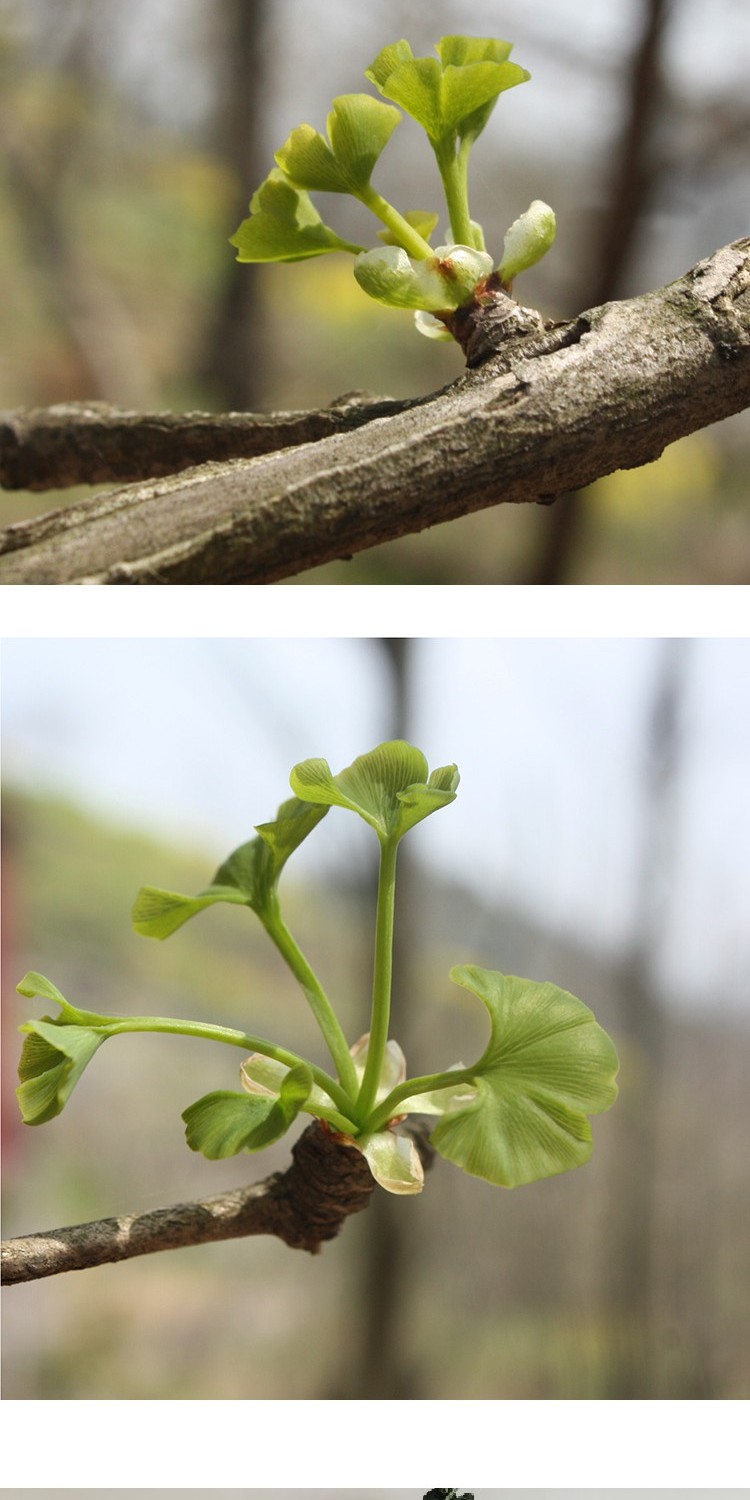 2021新茶特级神农架头茬银杏叶茶嫩芽高温炒制脱毒稳压茶250g