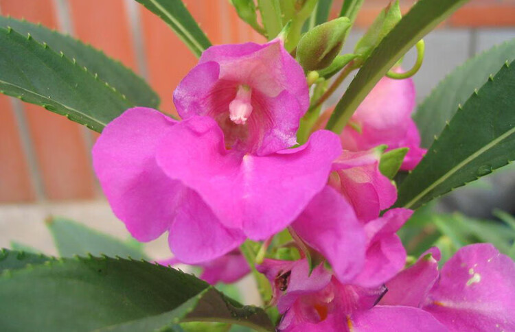 茶花鳳仙花種子 中國指甲花籽陽臺庭院種植庭院盆栽易種 中國鳳仙混色