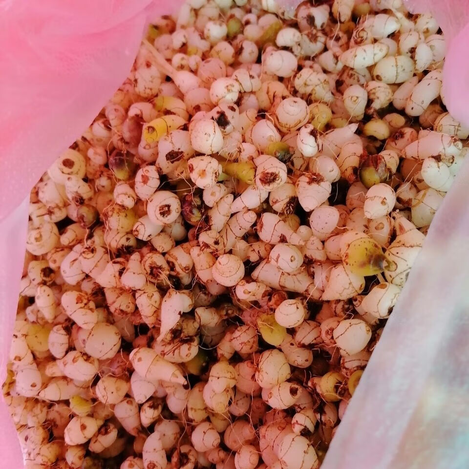 伟博白芨鲜货 独白芨 圆白芨 云南白芨 中药白芨 200克鲜货水洗【图片