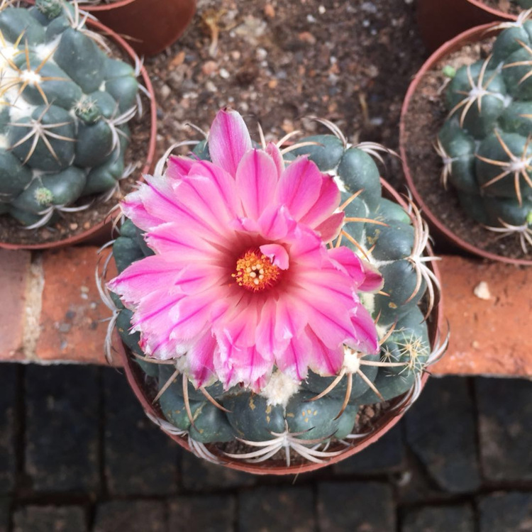 巨象仙人球盆栽室内短刺仙人掌科开花桌面肉肉植物 巨象8-10cm 裸根不