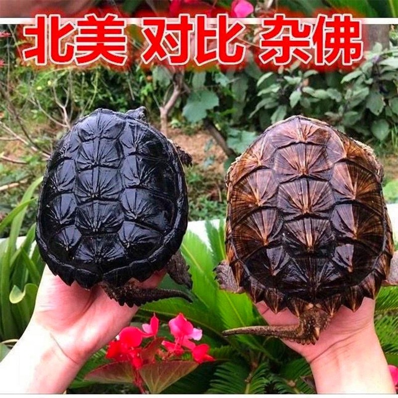 北美小鳄龟杂佛鳄龟活体宠物观赏龟乌龟外塘生态养殖佛鳄龟苗 杂佛 7