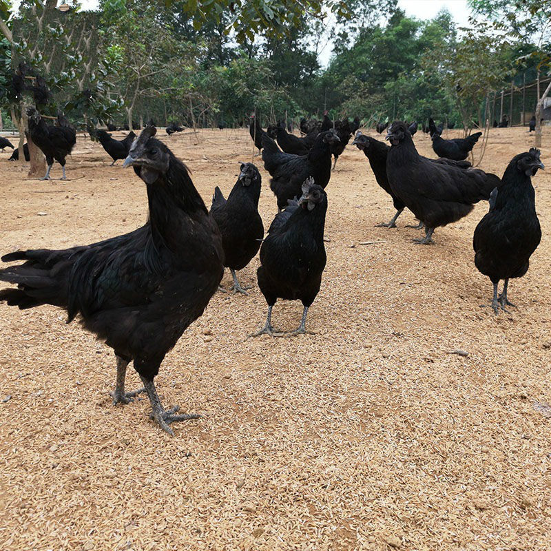 五黑一绿种蛋受精蛋纯种五黑鸡乌鸡蛋土鸡蛋绿壳可