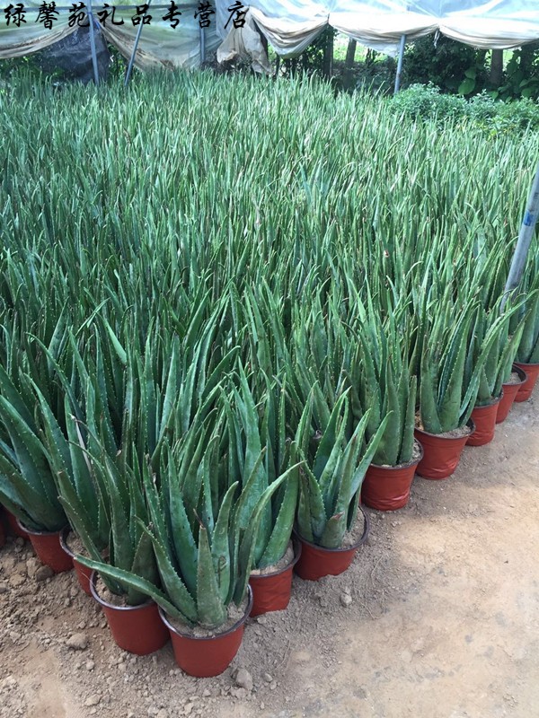芦荟盆栽芦荟大苗植物库拉索美容芦荟可美容可种植芦荟苗 食用美容老