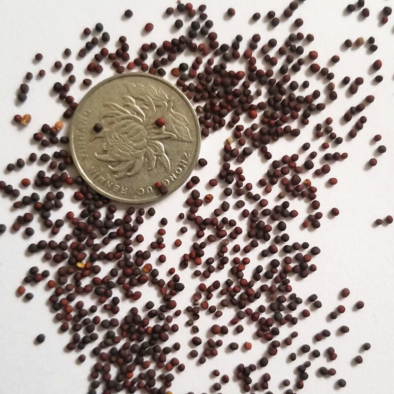 早熟白菜苔蔬菜种子秋冬反季节抽苔速生高产菜苔种孑四季播易种植 早