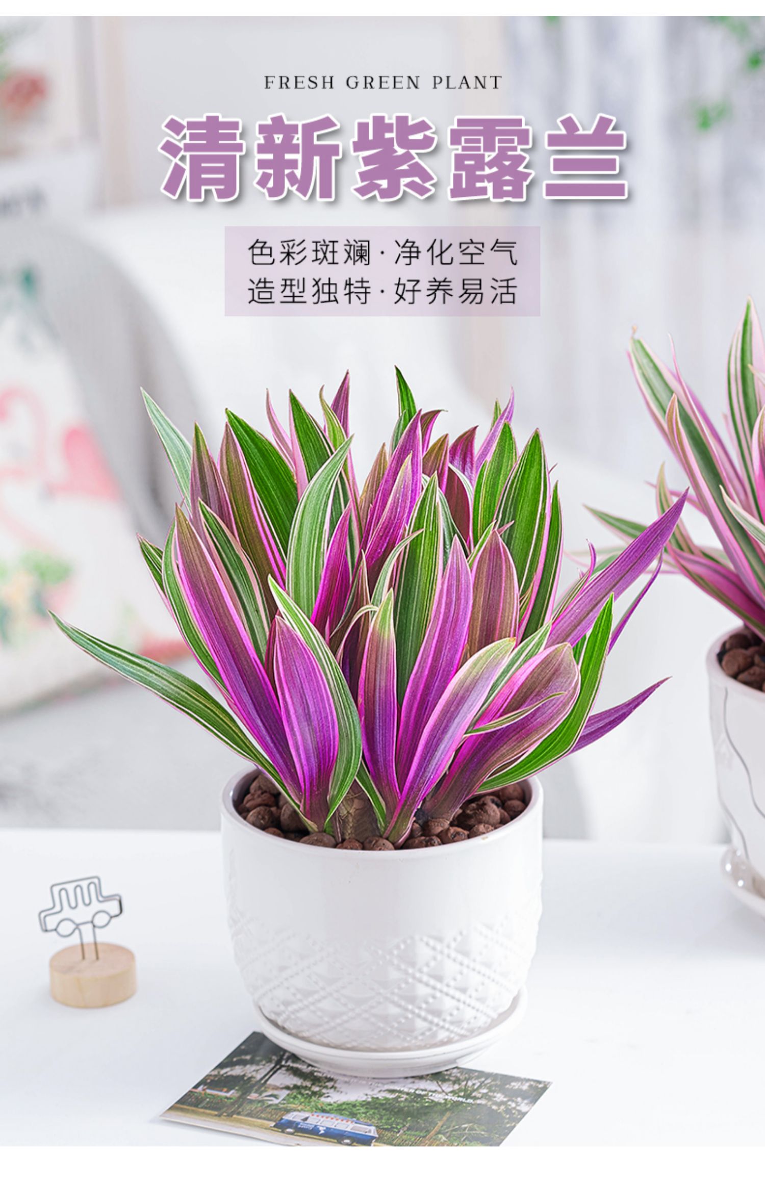紫露兰盆栽室内花卉绿植吊兰植物好养四季常青盆景观叶植物花 【推荐