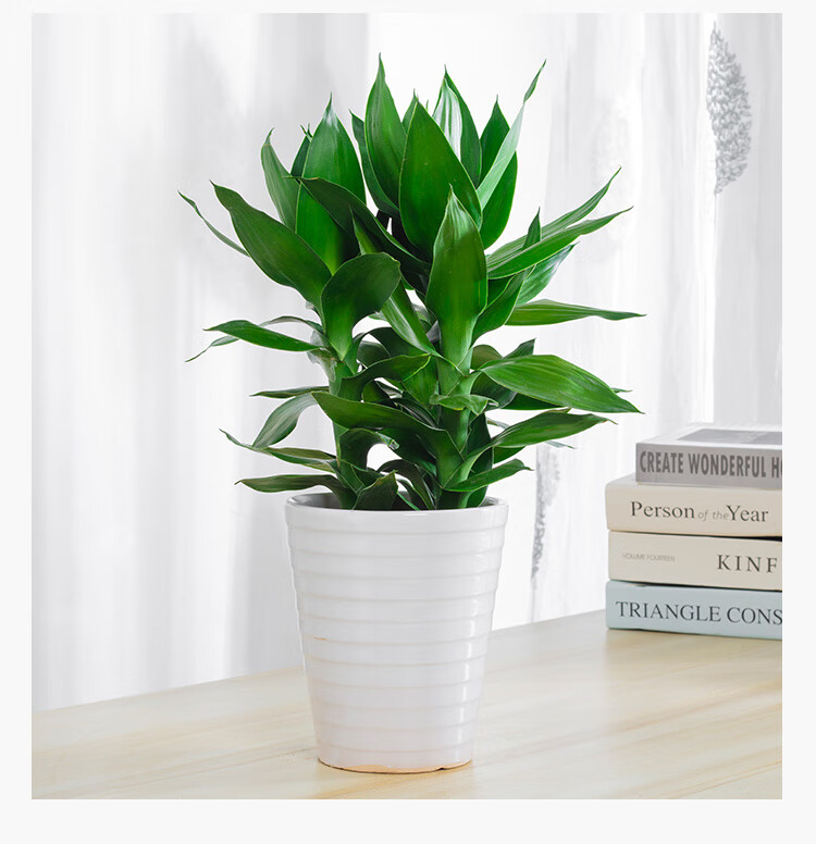 麦桑荷观音竹盆栽办公桌电脑桌小植物水培盆景防辐射观赏小绿植高2530