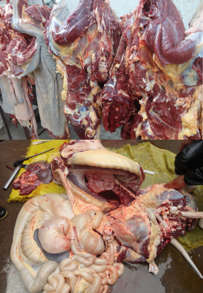 驴肉 新鲜带皮驴肉鲜现杀真空生驴肉腿肉腱子肉肋排散养 3斤带皮肋条