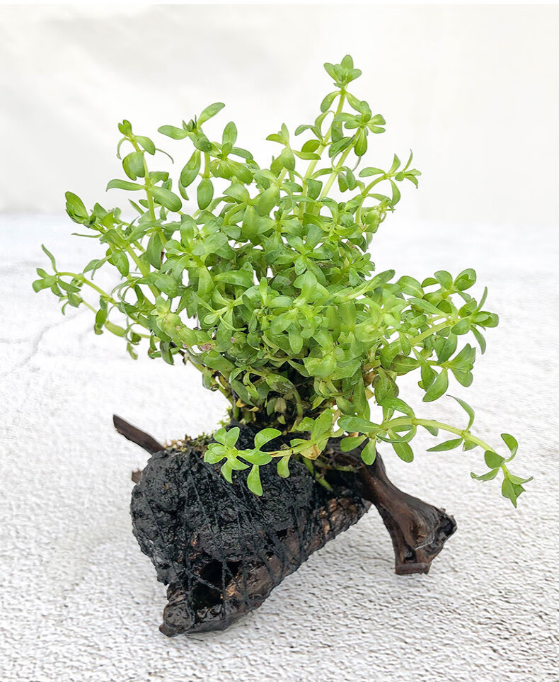 懒人水草鱼缸造景水草用品淡水植物活体鱼缸造景沉木水榕水草鱼缸无土