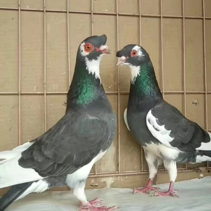 鸽子活体 高飞鸽子 甘谷高飞 四川铜麻高飞鸽子 甘谷高飞三花青年一对