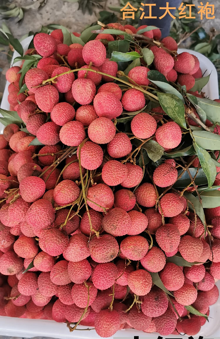 合江带绿荔枝 泸州合江妃子笑带绿荔枝新鲜现摘现发顺丰孕妇水果