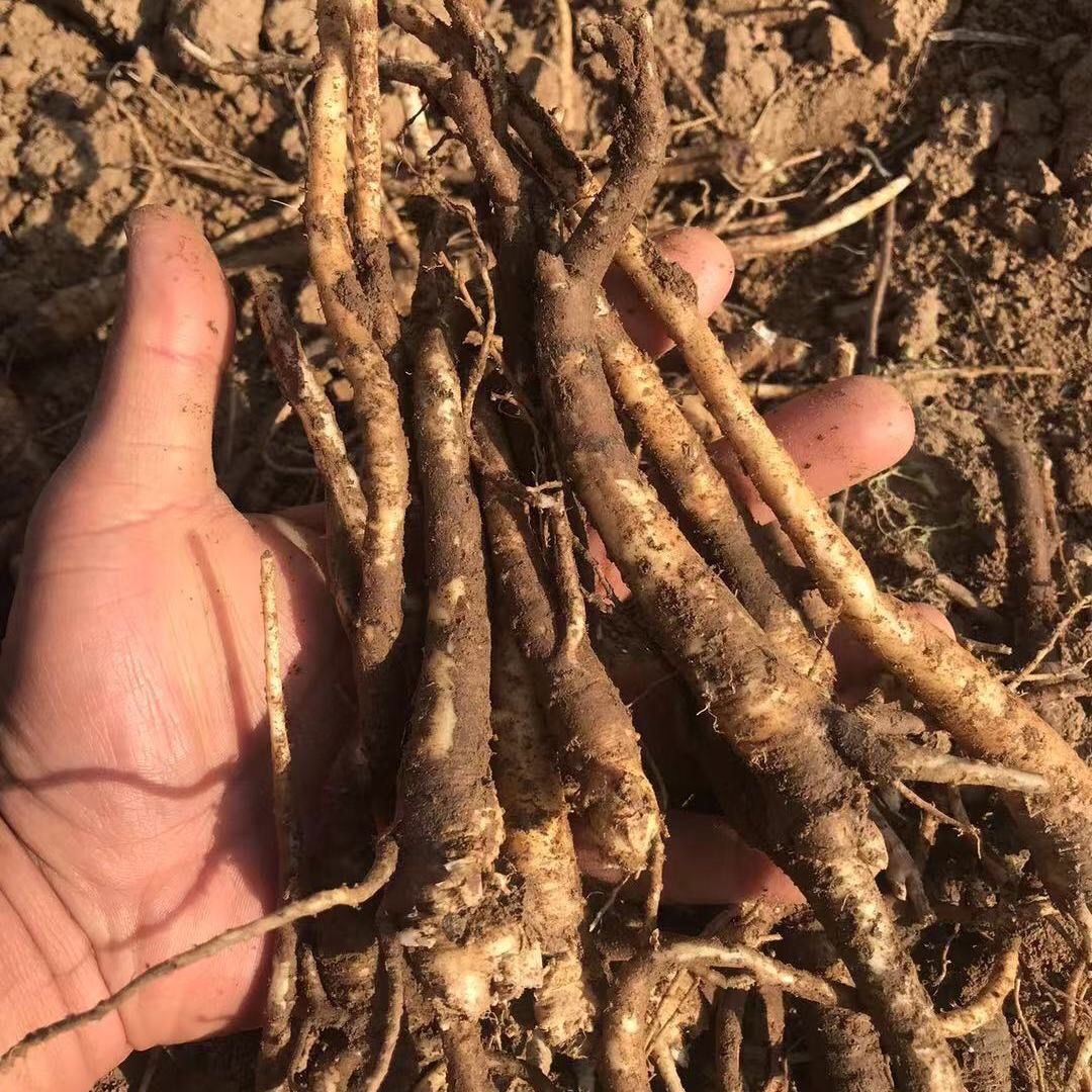 新鲜桔梗狗宝泡菜咸菜3年生湿鲜货桔梗菜下饭菜原料桔梗种苗 3斤装鲜