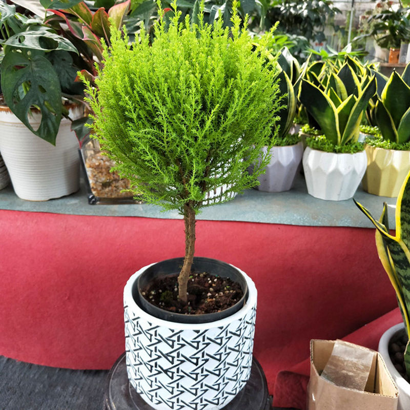 小香松盆栽室内棒棒糖圣诞小松树香冠柏客厅办公桌绿植四季常绿香松苗