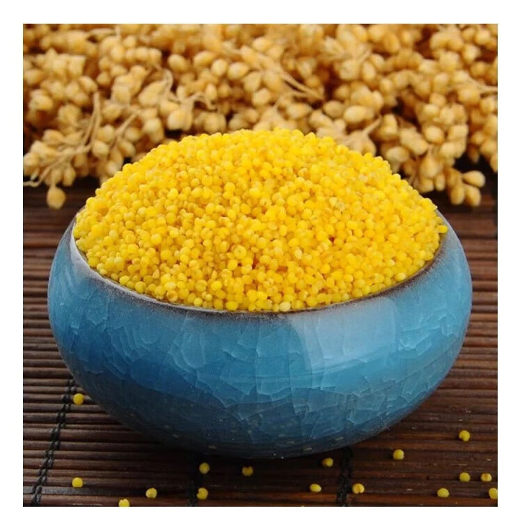 山西晋城特产鲁村黄小米5斤石碾月子米农家新米免淘hui 红色【图片