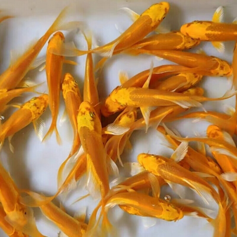 店铺推荐黄金松叶锦鲤鱼冷水鱼活体常温观赏鱼长短尾随机发货1315cm