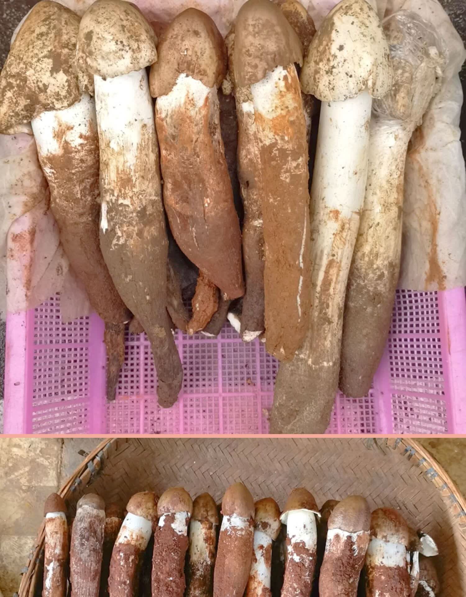 新鲜野生鸡枞菌 云南特产山珍美味荔枝菌油鸡纵棕美食材农产品 精选大