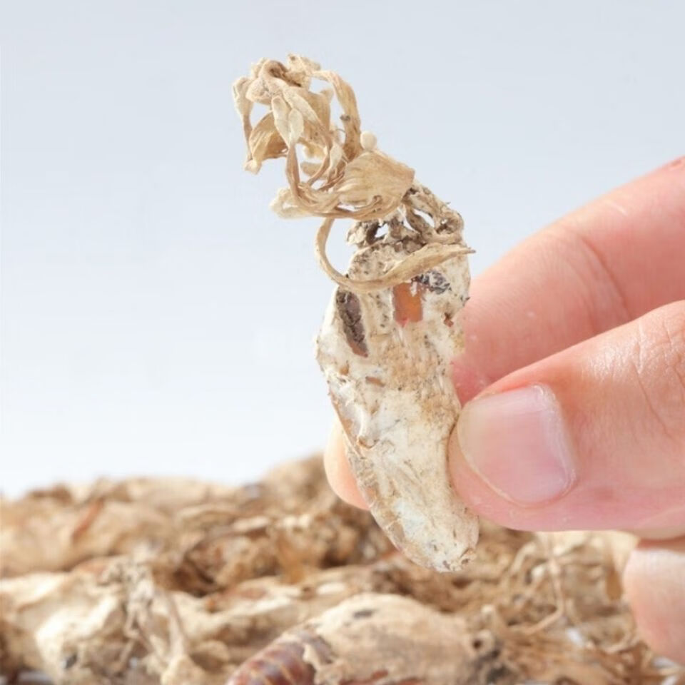 万花草金蝉花中药材新货大虫草孢子粉知了金蚕花蝉花 20只装