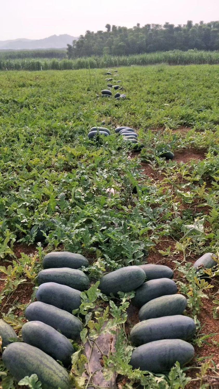 特价应季越南黑美人高山山地西瓜很甜新鲜当季水果薄皮整个批发2个