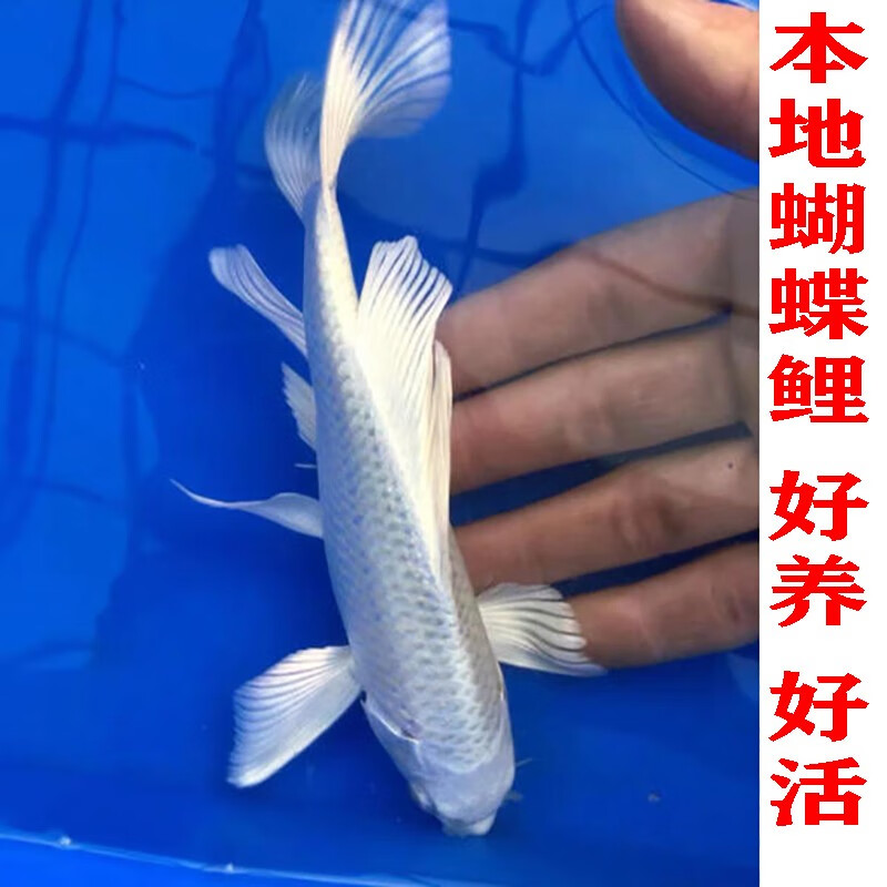 台湾蝴蝶鲤活体白金锦鲤白金龙凤冷水鳍大尾白金龙凤冷水鱼观赏鱼观赏