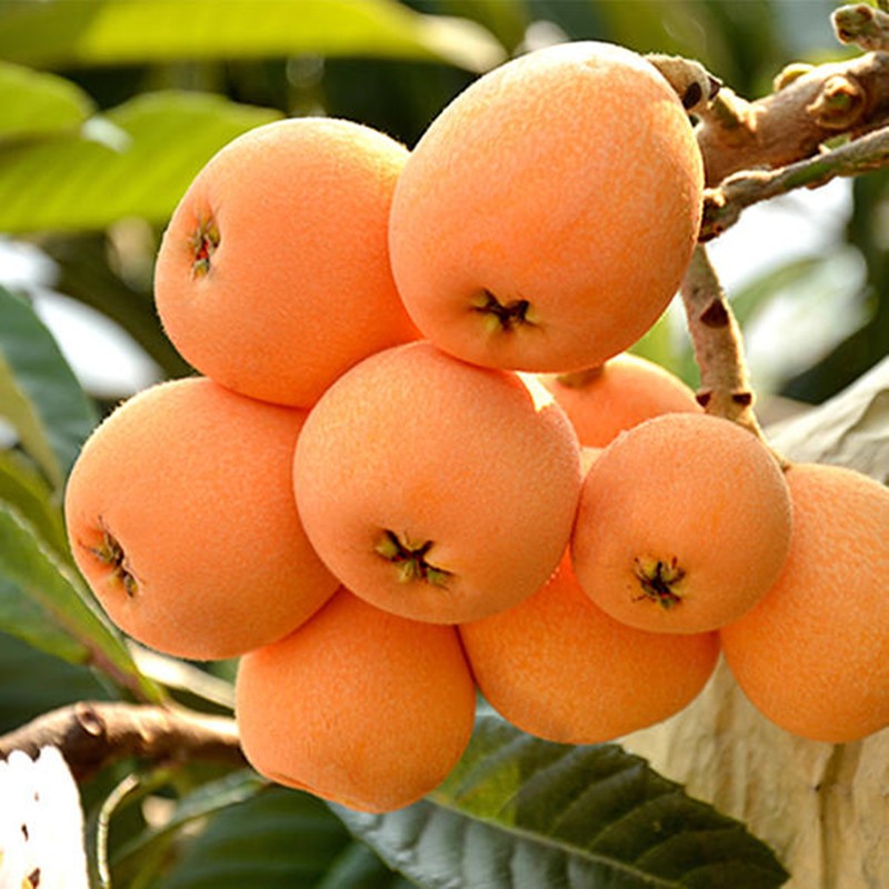 新品种极早熟红五星枇杷苗耐寒果树苗枇杷树苗嫁接全国种植庭院阳台