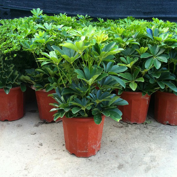 鸭脚木发财树盆栽鸭掌木鹅掌柴八方来财室内绿植花卉四季常青植物 八