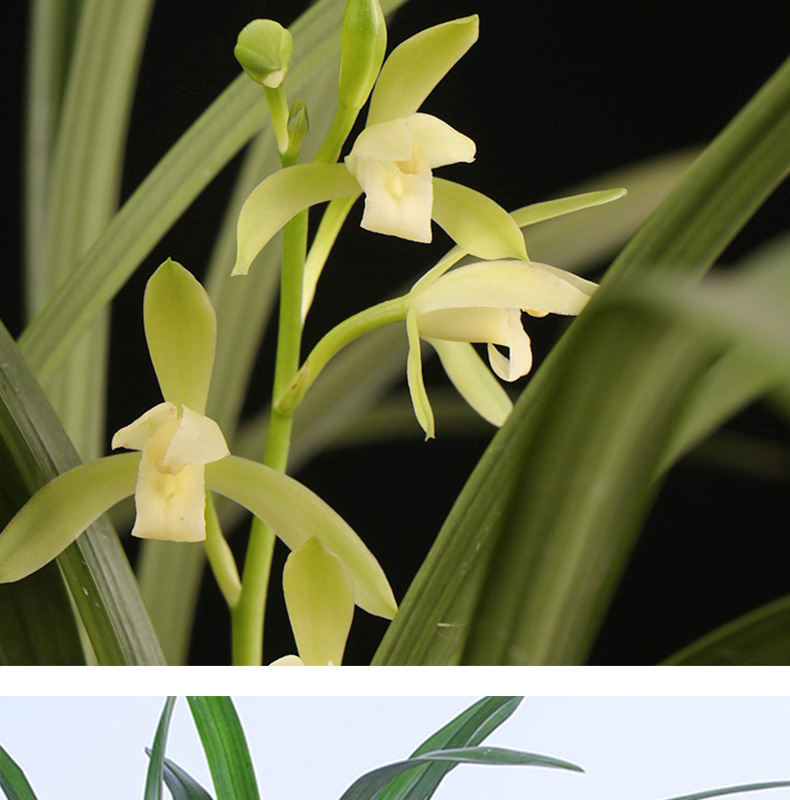 兰花 香妃 天香素 矮种浓香建兰四季兰 兰花苗花卉盆栽室内绿植物