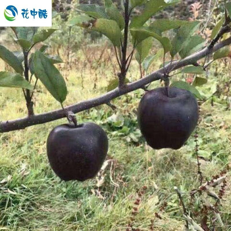 买盆栽地栽苹果树苗高原黑钻苹果西藏品种黑苹果苗嫁接当年结果2年苗