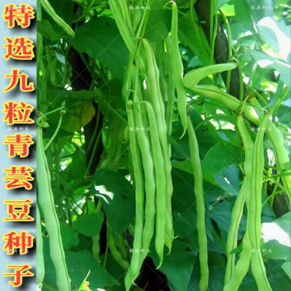 特选九粒青芸豆种子早熟高产架豆农家大面积种四季蔬菜种籽春秋冬九粒