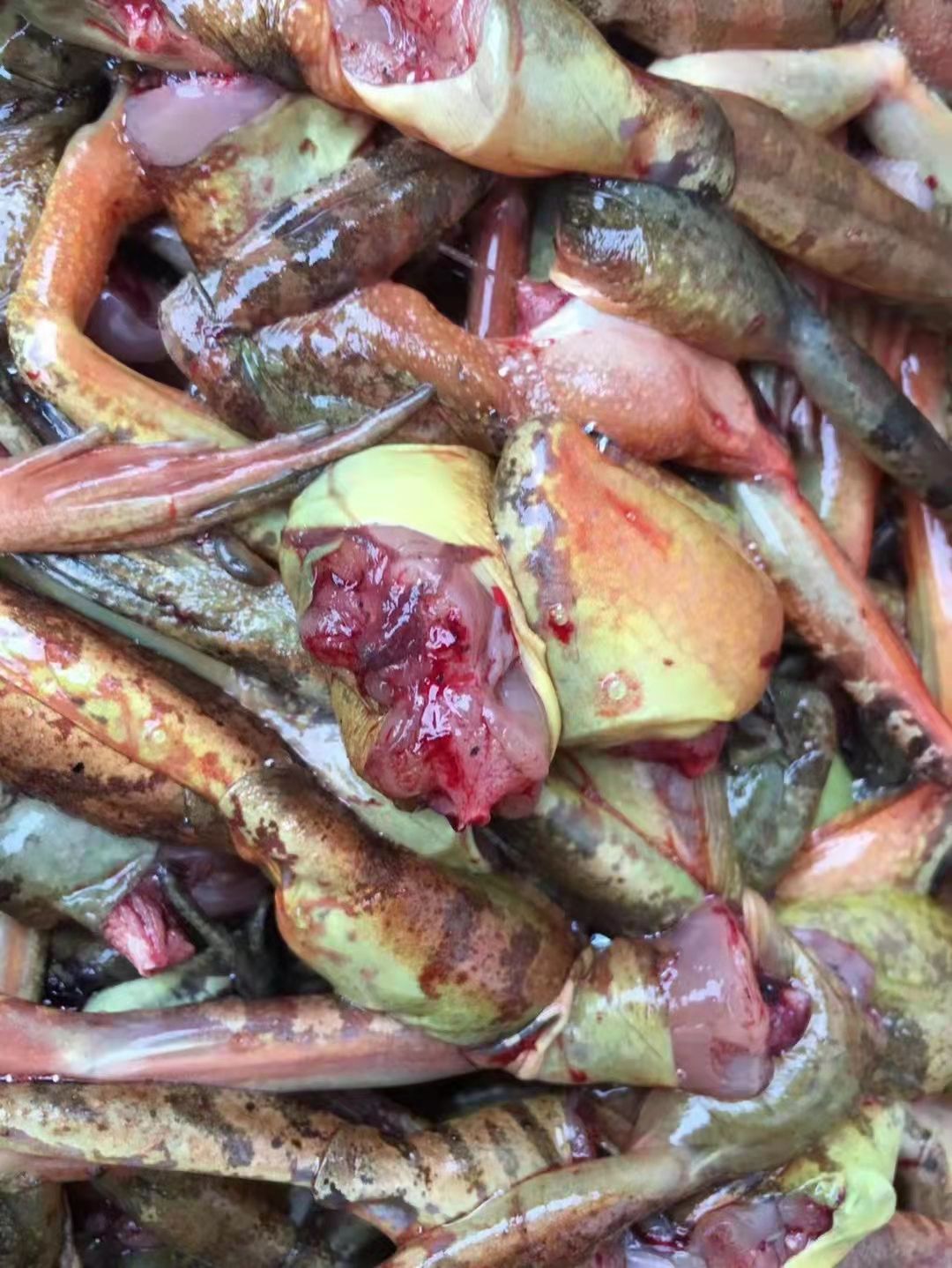 伟博东北母林蛙腿 新剪活蛤蟆腿 长白山林蛙冰鲜500克 正宗雪蛤腿