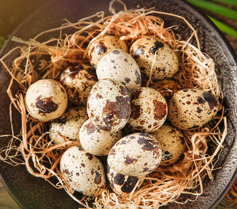 我老家 新鲜生鹌鹑蛋 当日散养野生鹑鸟蛋 宝宝辅食营养 100枚