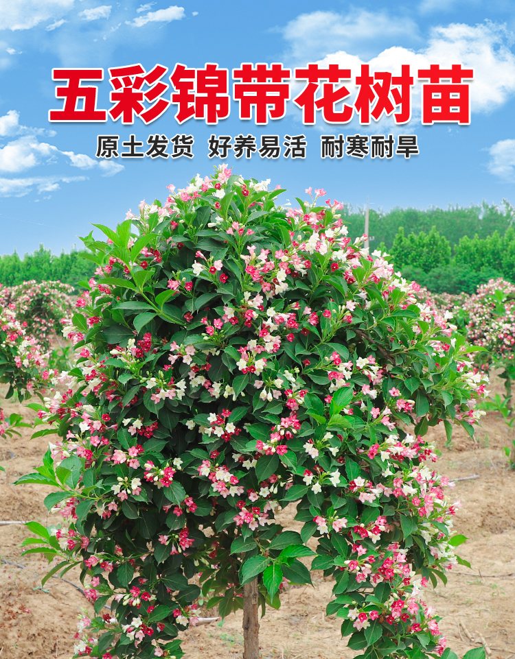 五彩锦带花树苗盆栽红王子花苗别墅庭院耐寒大型风景树高杆锦带树