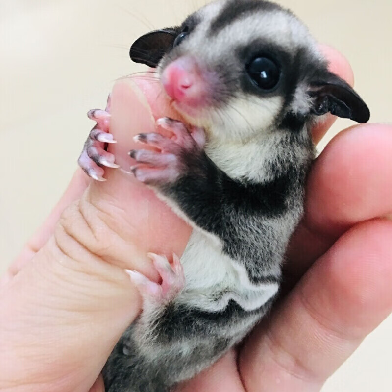 店铺推荐澳洲蜜袋鼬活体幼崽公蜜袋鼬口袋宠物密袋鼯加饲养套餐4至6个