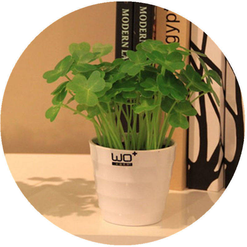 轻奢芊阙四叶草三叶草幸运草种子多年生开花不断易活花卉庭院绿化宿根