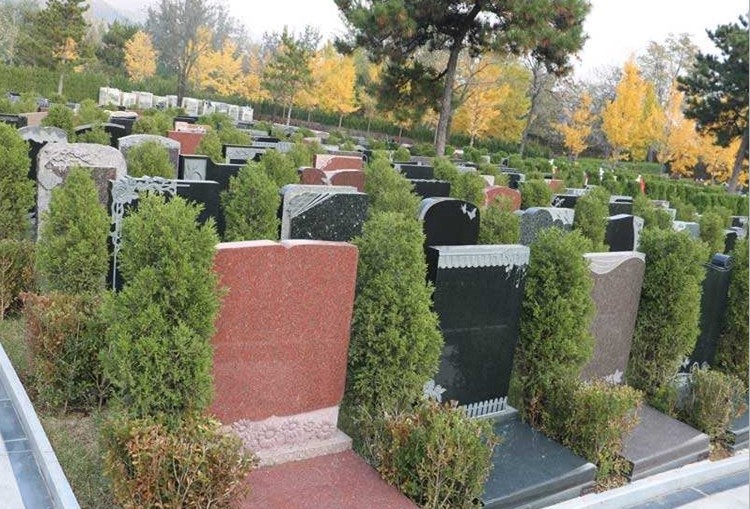 富满升柏树苗松柏塔柏宝塔松侧柏树苗扁柏圆柏松树龙柏苗墓地柏树四季