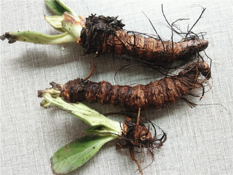 草药新鲜岩白菜500克贵州中药材崖岩青菜矮石三七图片色