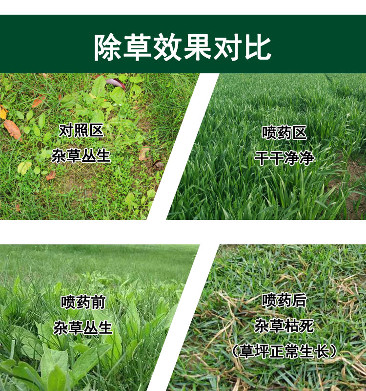 草坪除草剂禾本科草坪除阔叶杂草香附子阔草净不伤草坪烂根180g