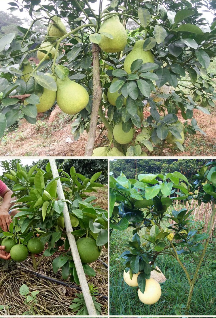 泰国红宝石青柚苗 果树苗新品种泰国暹罗三红蜜柚苗红心柚子树苗 2棵