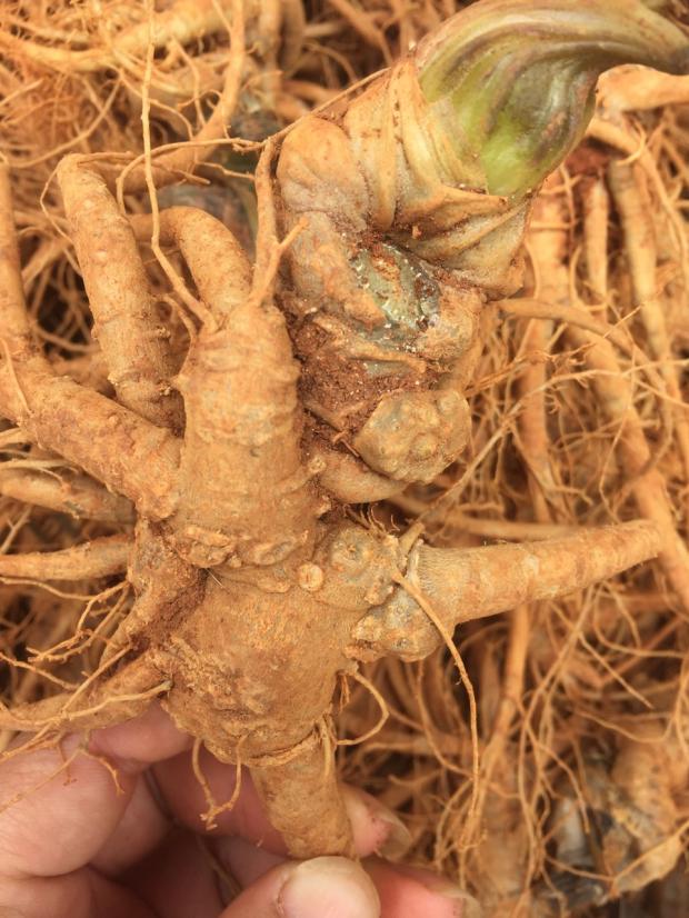 四年新鲜三七3头4头5头6头7头8头正宗云南文山潮七泡酒煲汤生田七6个