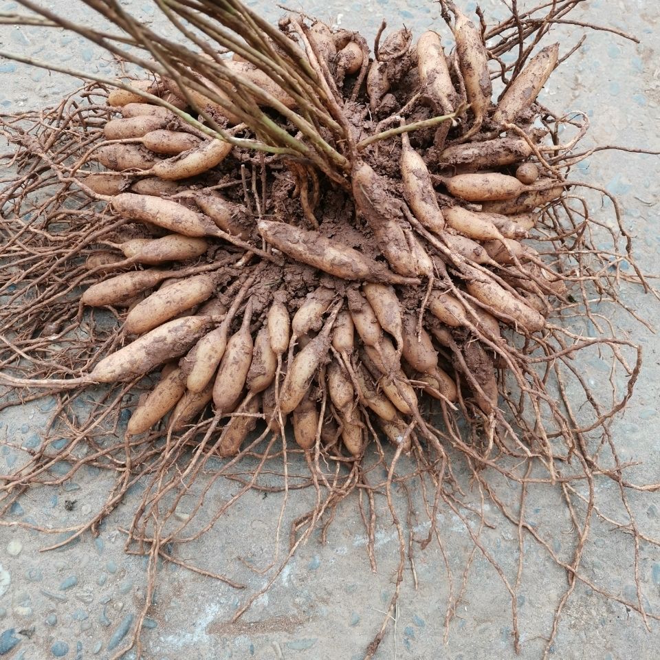 四川天冬草泡酒新鲜天门冬中材川天冬根新货大门冬根干货天冬100克