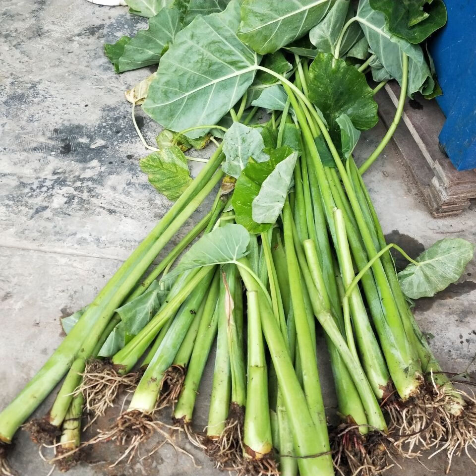 煮魚煮鴨廣菜新鮮現摘廣菜牛癟廣菜芋蒙芋荷菜帶根盆栽廣菜苗5顆煮魚